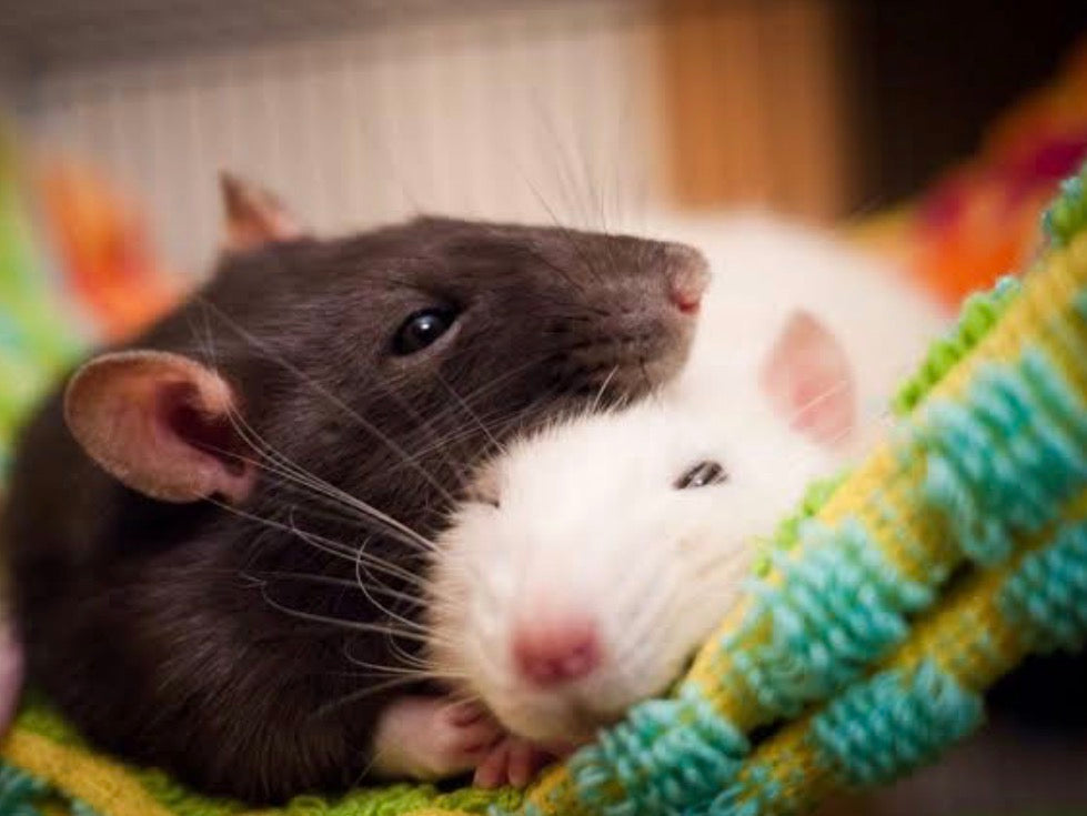 Little furrys