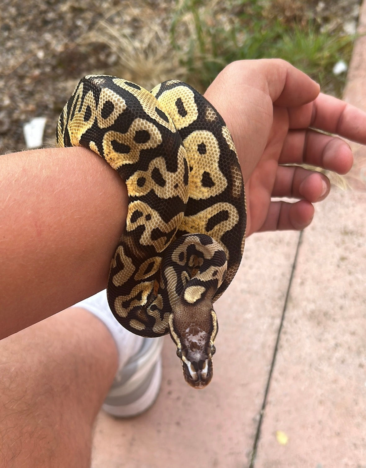 🦎 Reptile friends