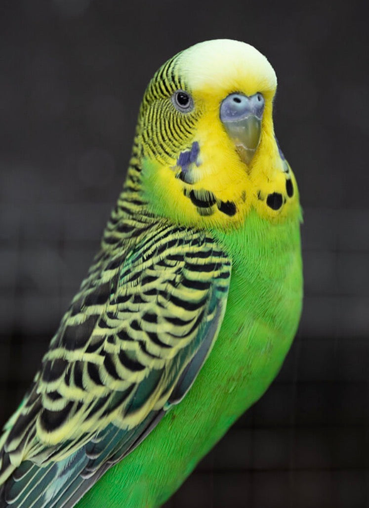 🦜Feathered friends