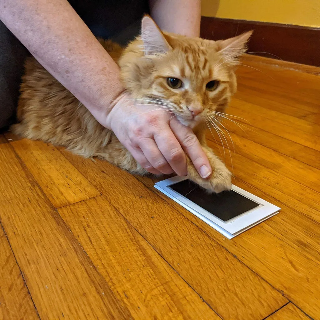 Pet paw/nose ink transfer.