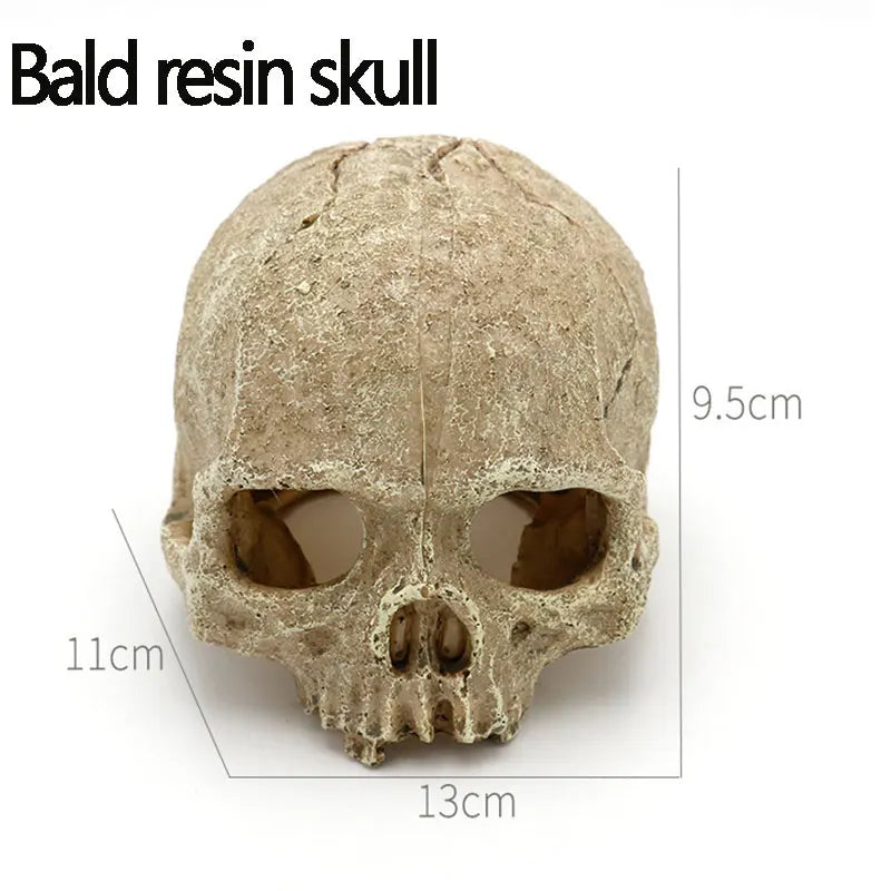 Reptile skull hide
