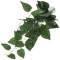 Reptile imitation plant.