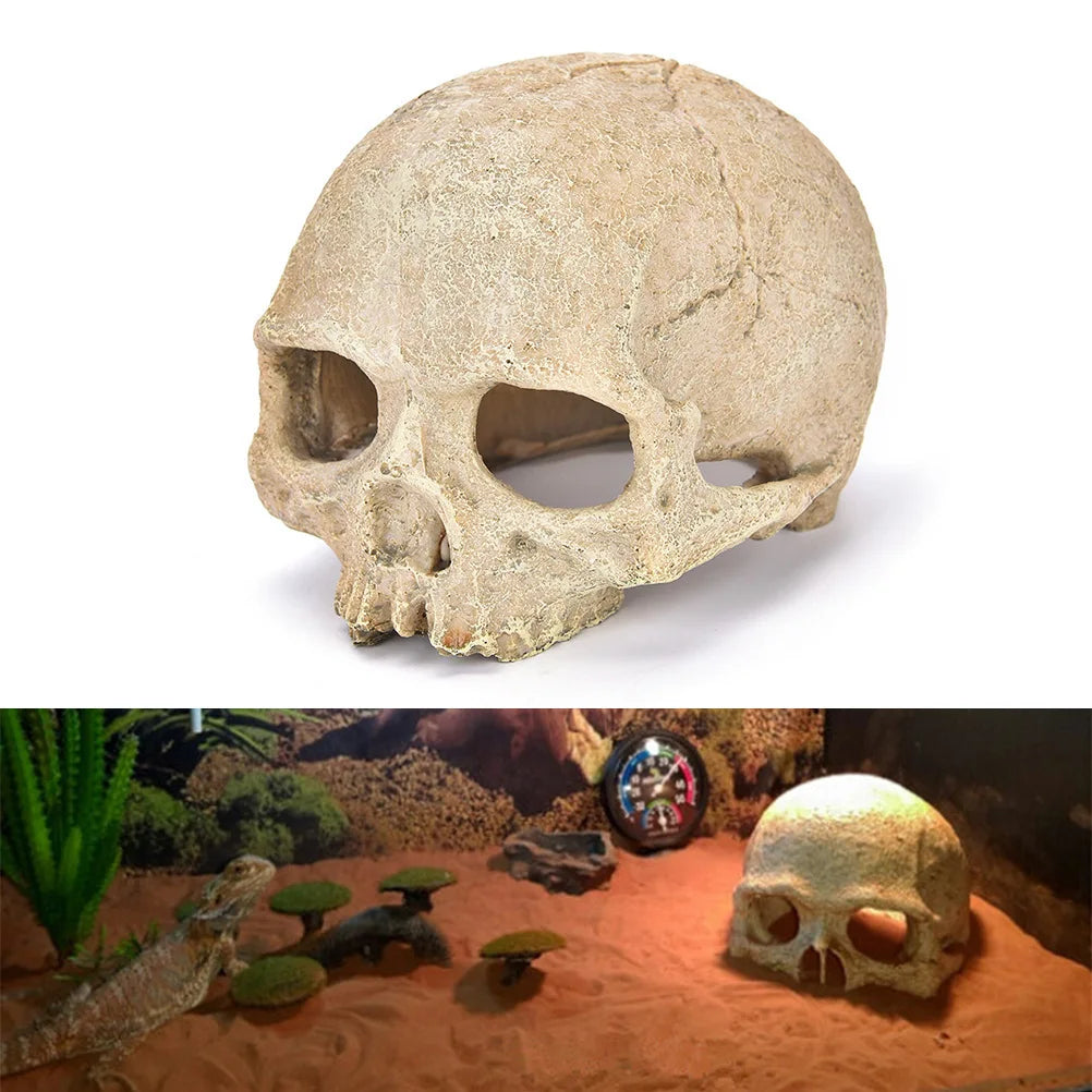 Reptile skull hide