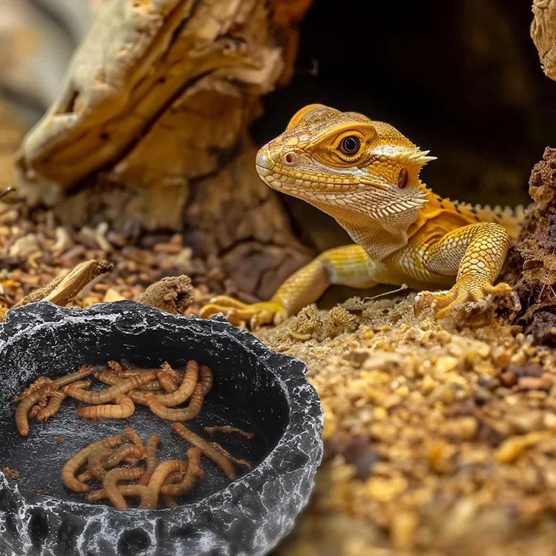 Reptile Feeding & Water bowl