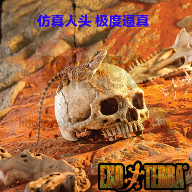 Reptile skull hide