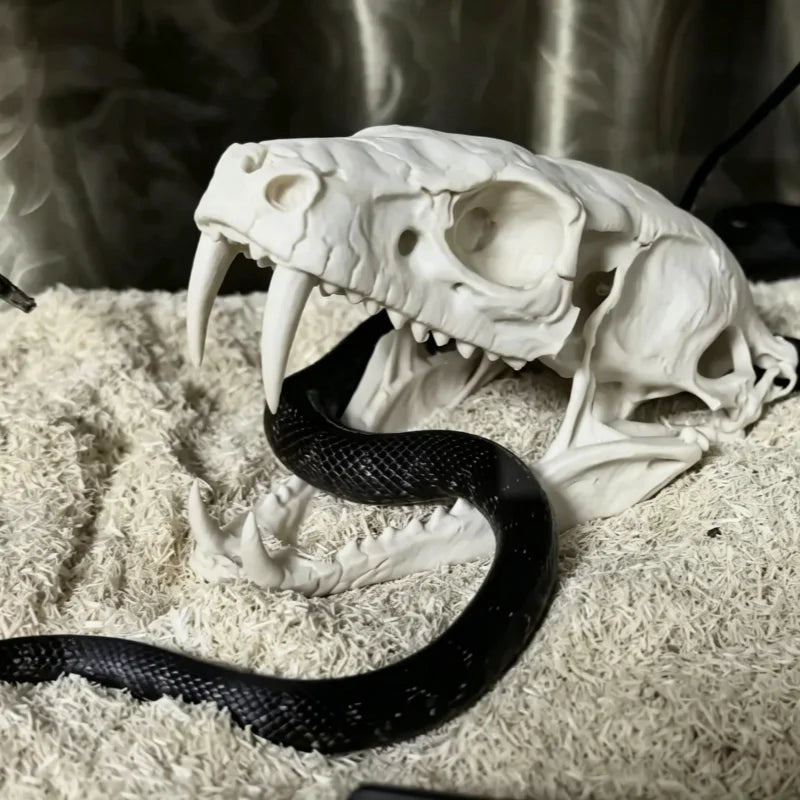 Reptile Vivarium ornament snake skull.
